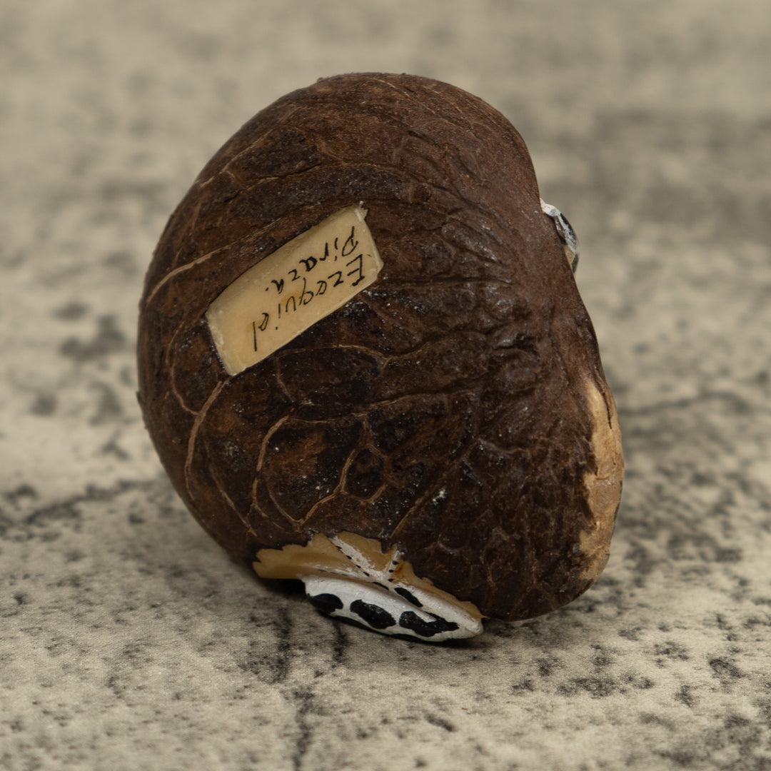 Red And Blue Frog Tagua Carving