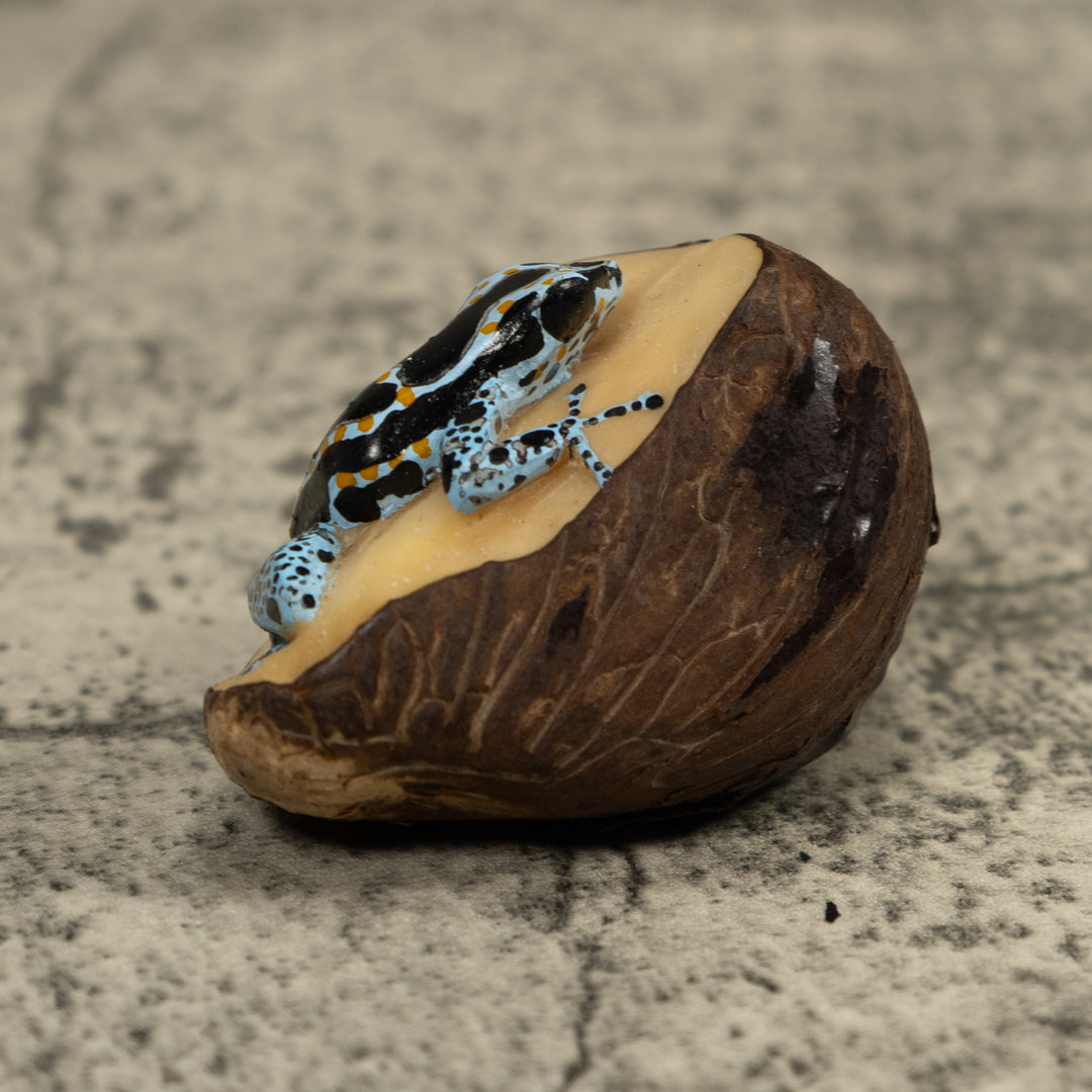 Blue Poison Dart Frog Tagua Carving