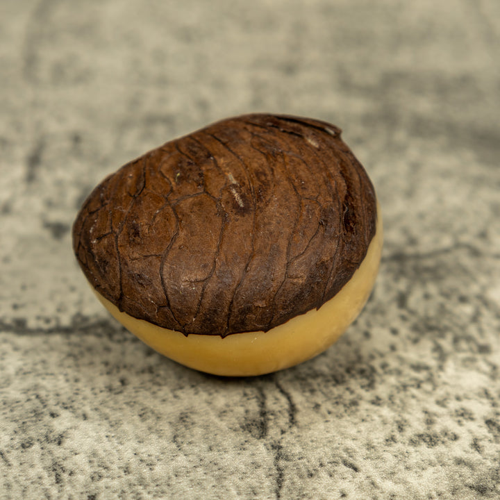 Black And Brown Sea Turtle Emerging From Egg Tagua Carving