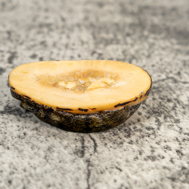 Double Coatimundi Tagua Carving