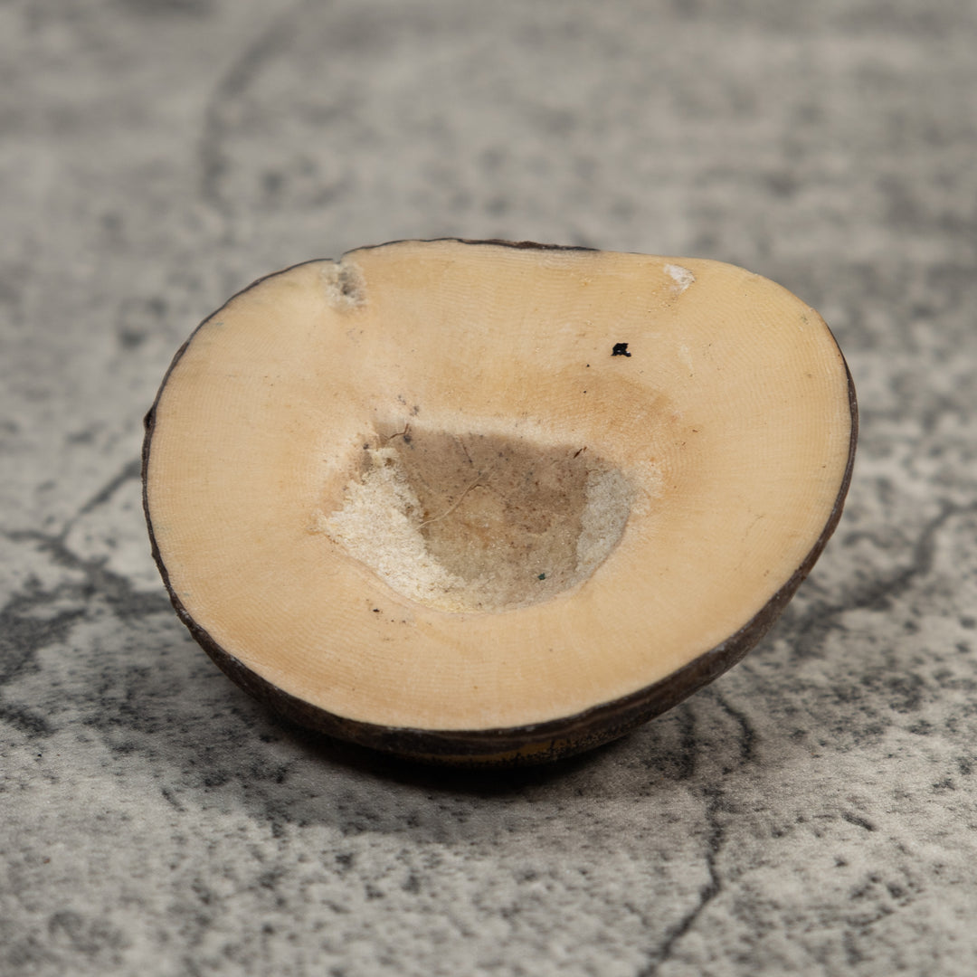 Vintage Stingray Tagua Carving