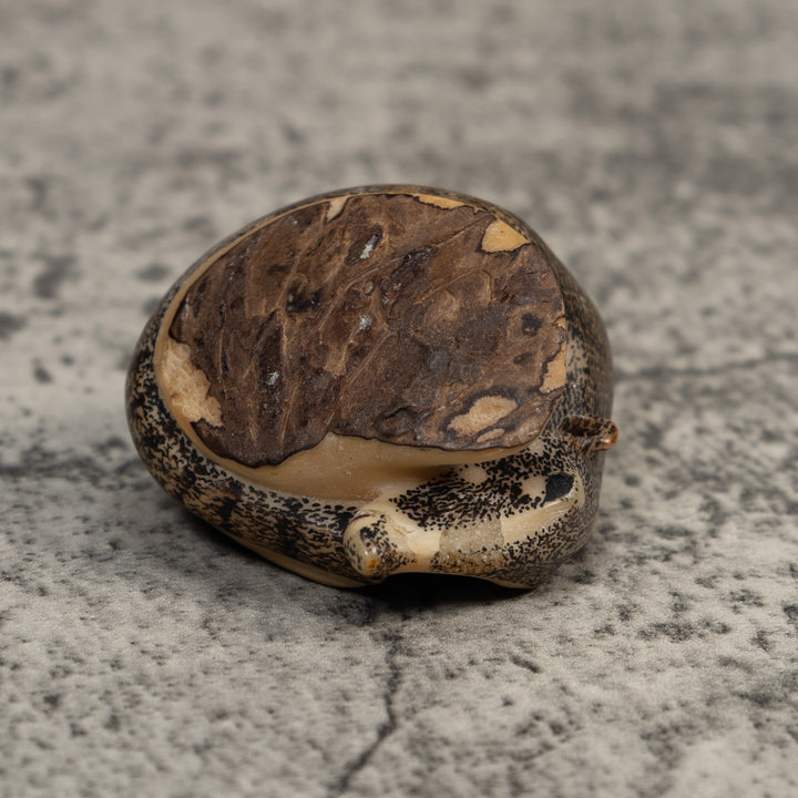 Vintage Black And White Coatimundi Tagua Carving