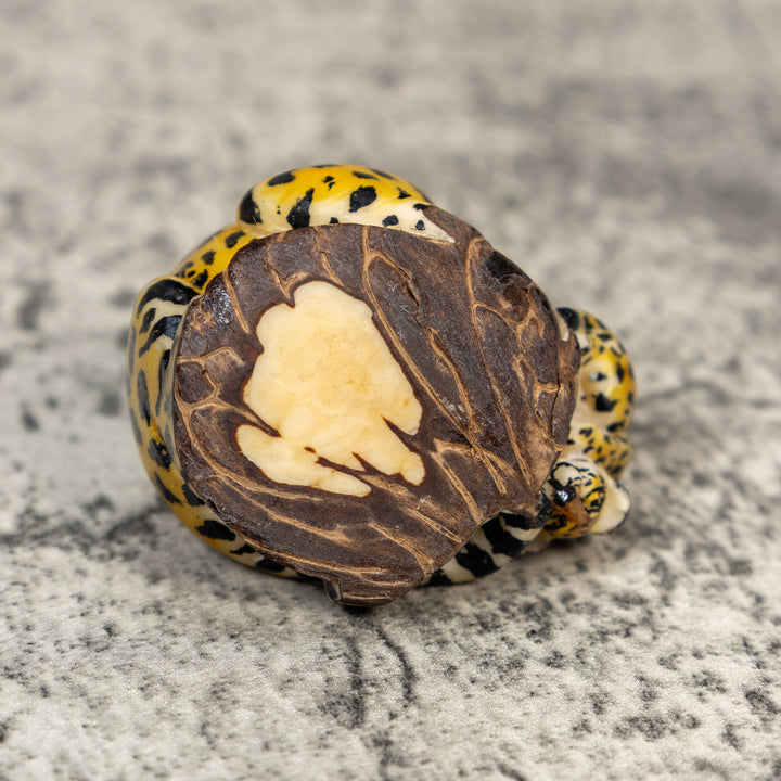Jaguar Cat With Cub Tagua Carving