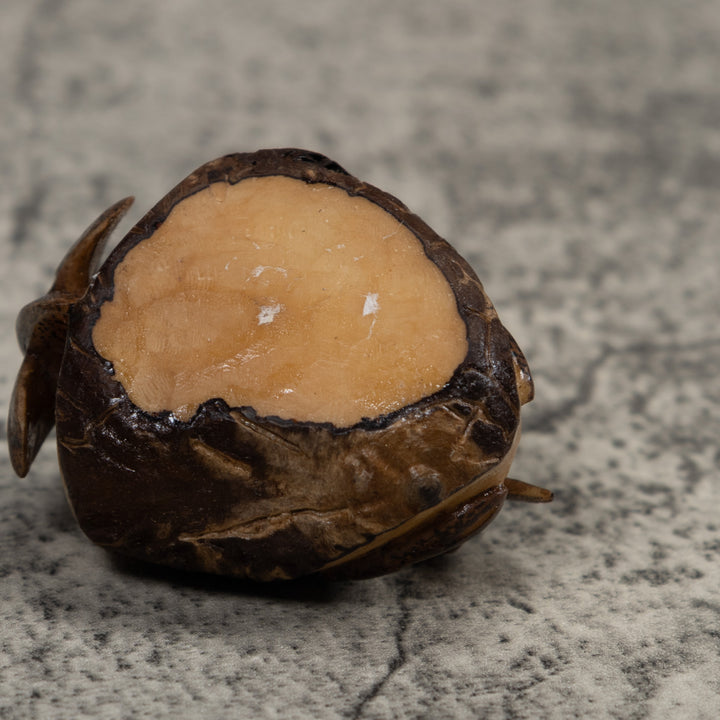 Vintage Shrimp Tagua Carving