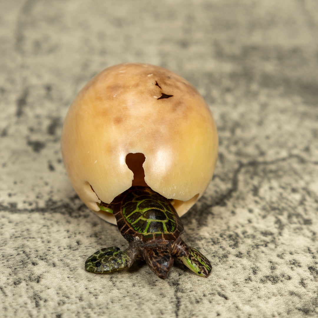 Sea Turtle Emerging From Egg Tagua Carving