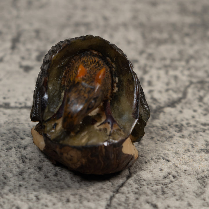 Neque Agouti In Log Tagua Carving