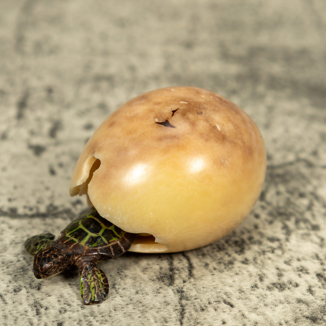 Sea Turtle Emerging From Egg Tagua Carving