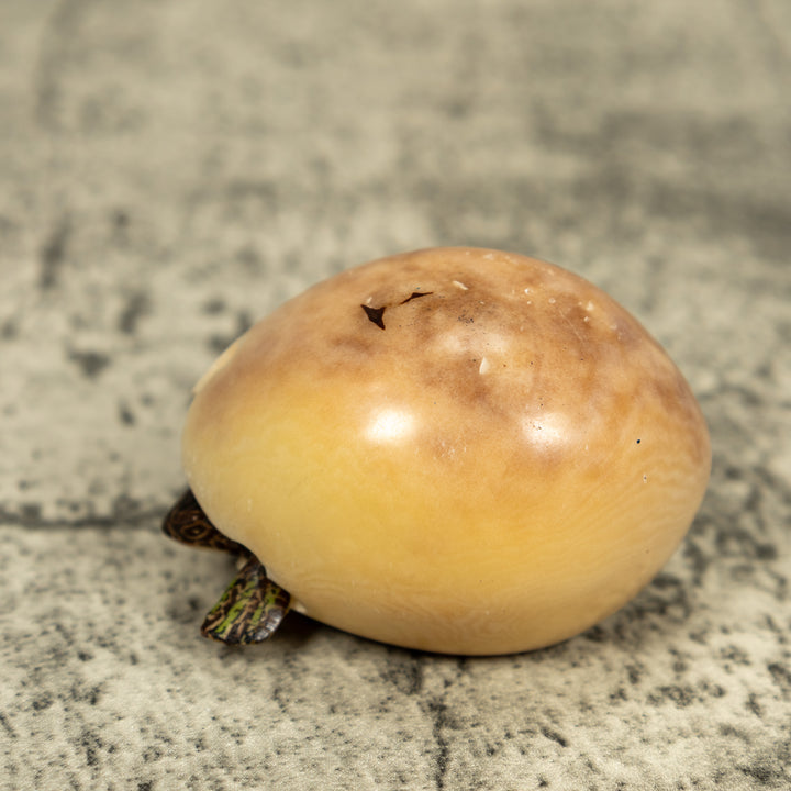Sea Turtle Emerging From Egg Tagua Carving