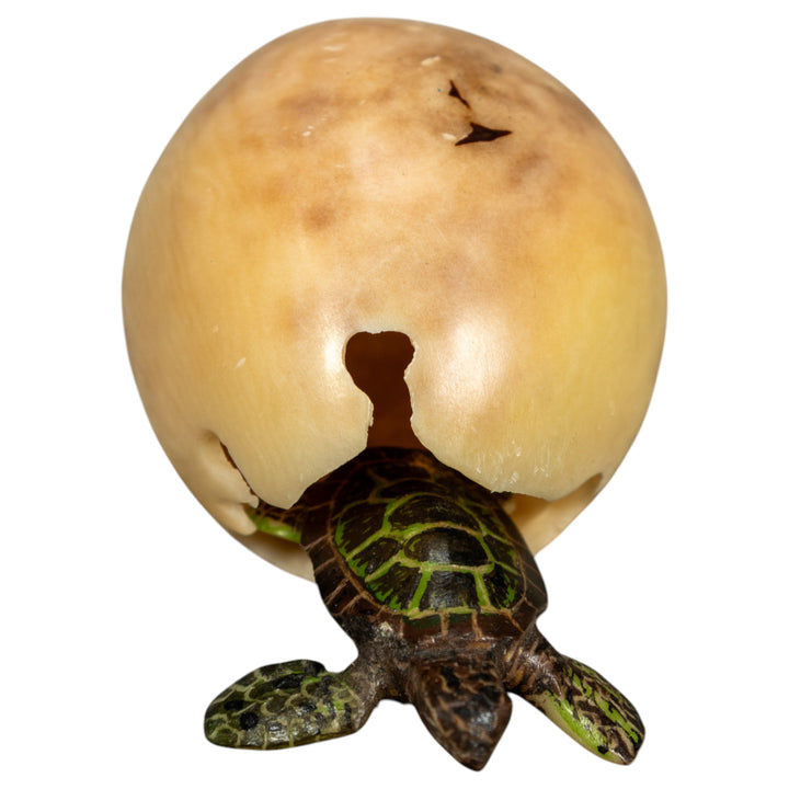 Sea Turtle Emerging From Egg Tagua Carving