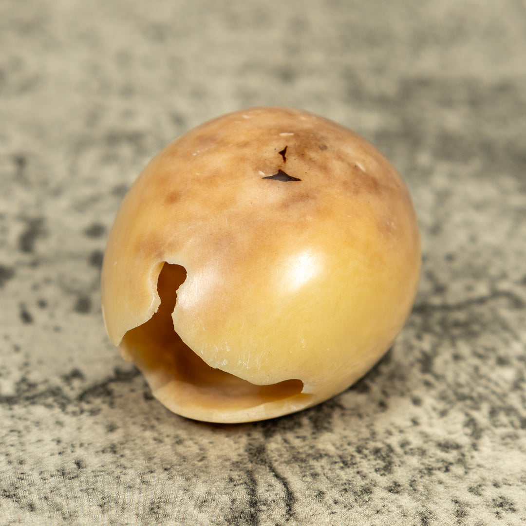 Sea Turtle Emerging From Egg Tagua Carving