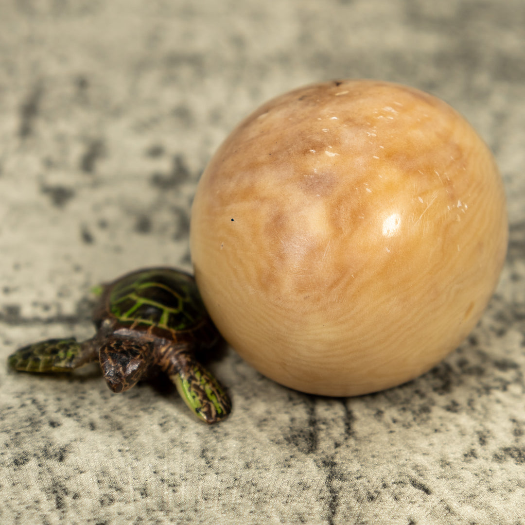 Sea Turtle Emerging From Egg Tagua Carving