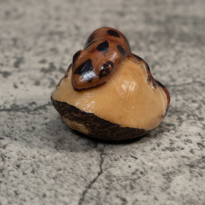 Brown And Black Gecko Lizard Tagua Carving
