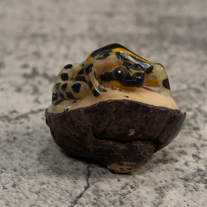 Gold And Black Poison Dart Frog Tagua Carving