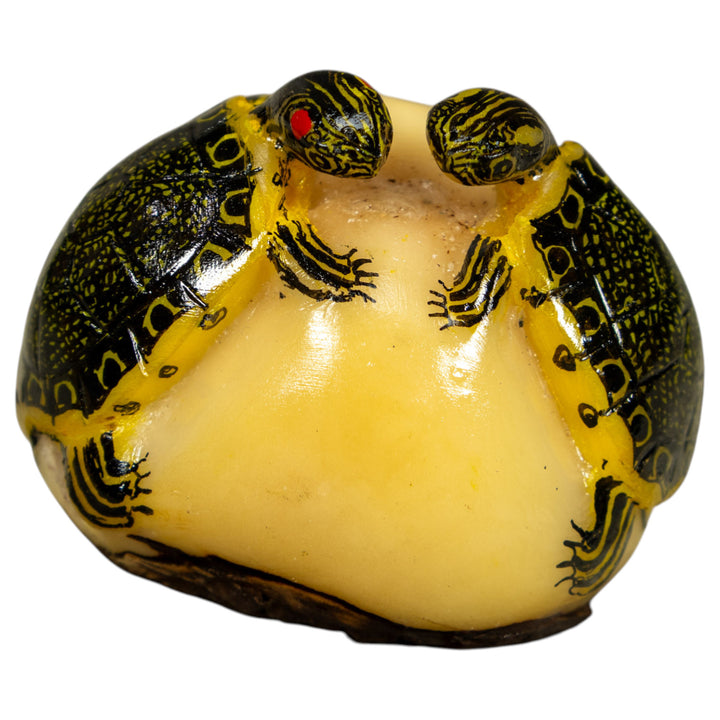 Double (2) Tortoise Turtle Tagua Carving