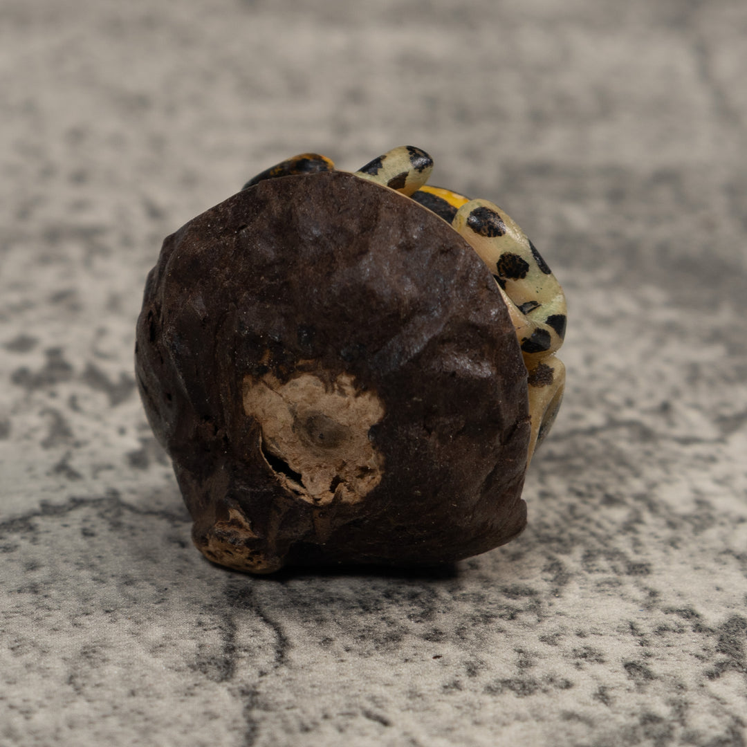 Gold And Black Poison Dart Frog Tagua Carving