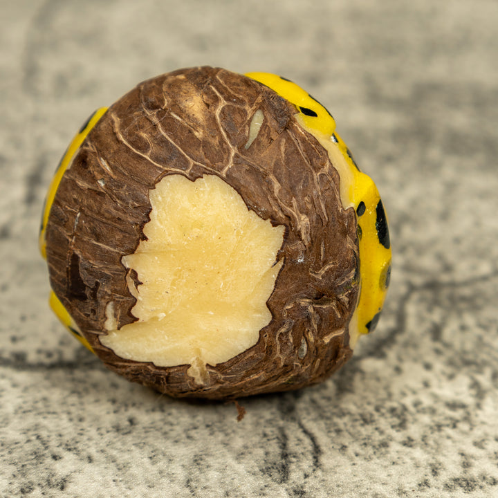 Double (2) Golden Frog Tagua Carving