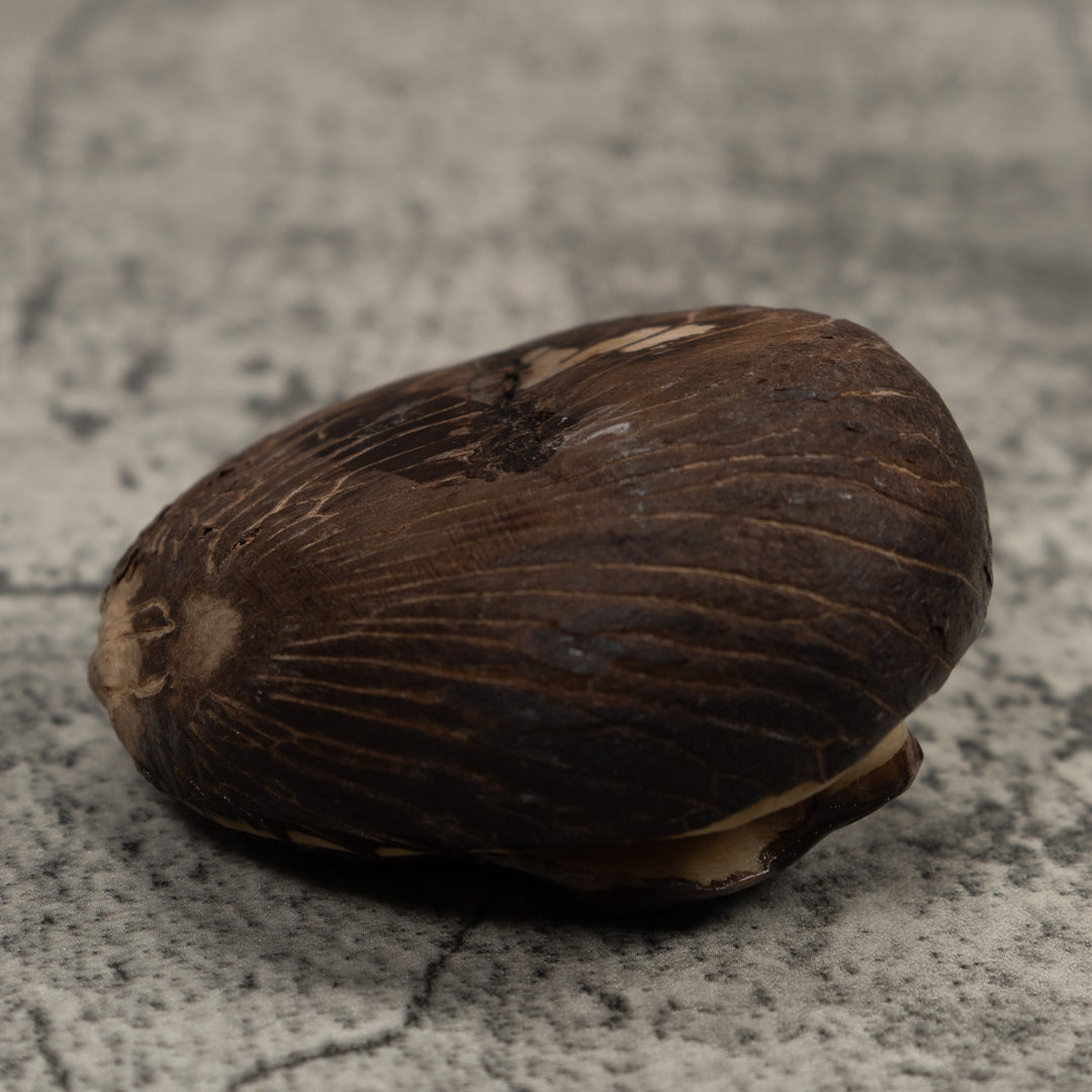 Vintage Stingray Tagua Carving