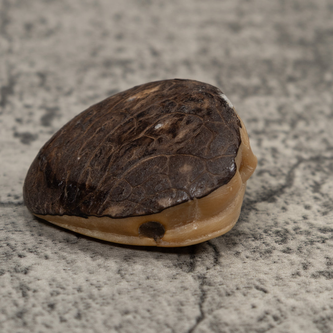 Vintage Iguana And Frog Tagua Carving