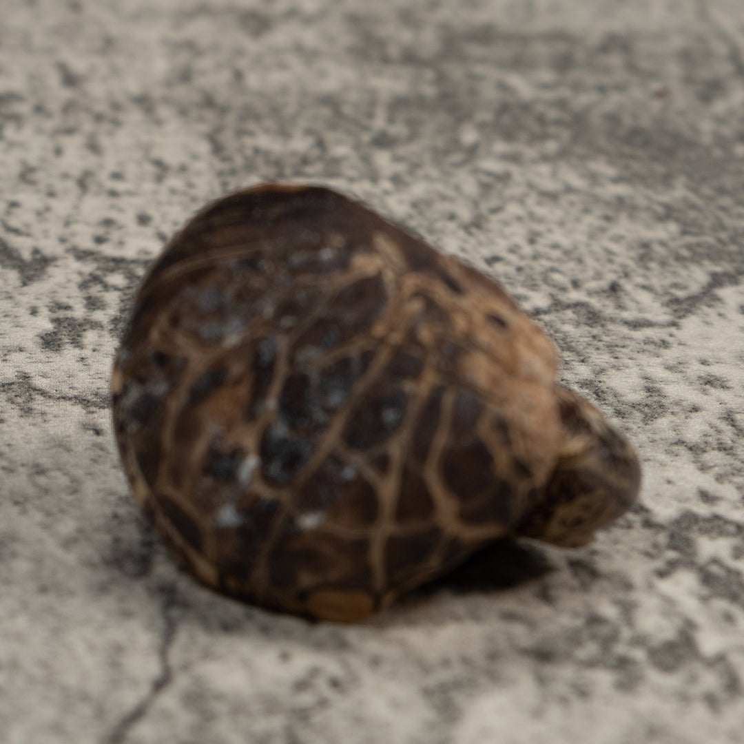 Vintage Coatimundi Tagua Carving