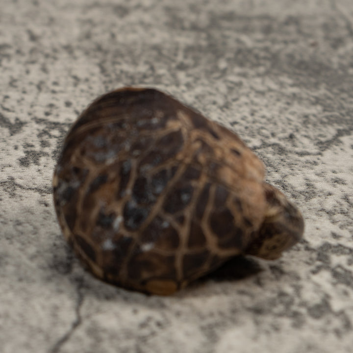 Vintage Coatimundi Tagua Carving