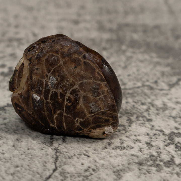 Vintage Snake And Frog Tagua Carving