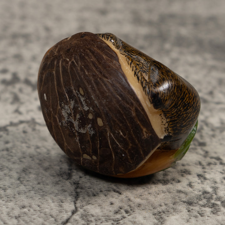 Neque Agouti With Bananas Tagua Carving