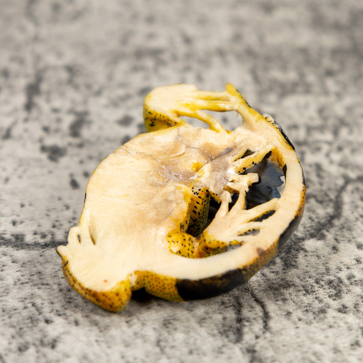 Brown Iguana Lizard Pendant Tagua Carving