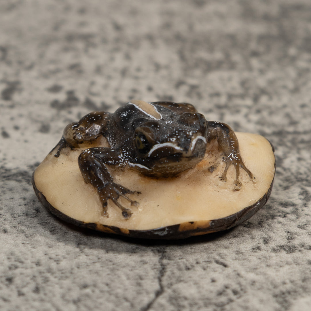 Brown Poison Dart Frog Tagua Carving