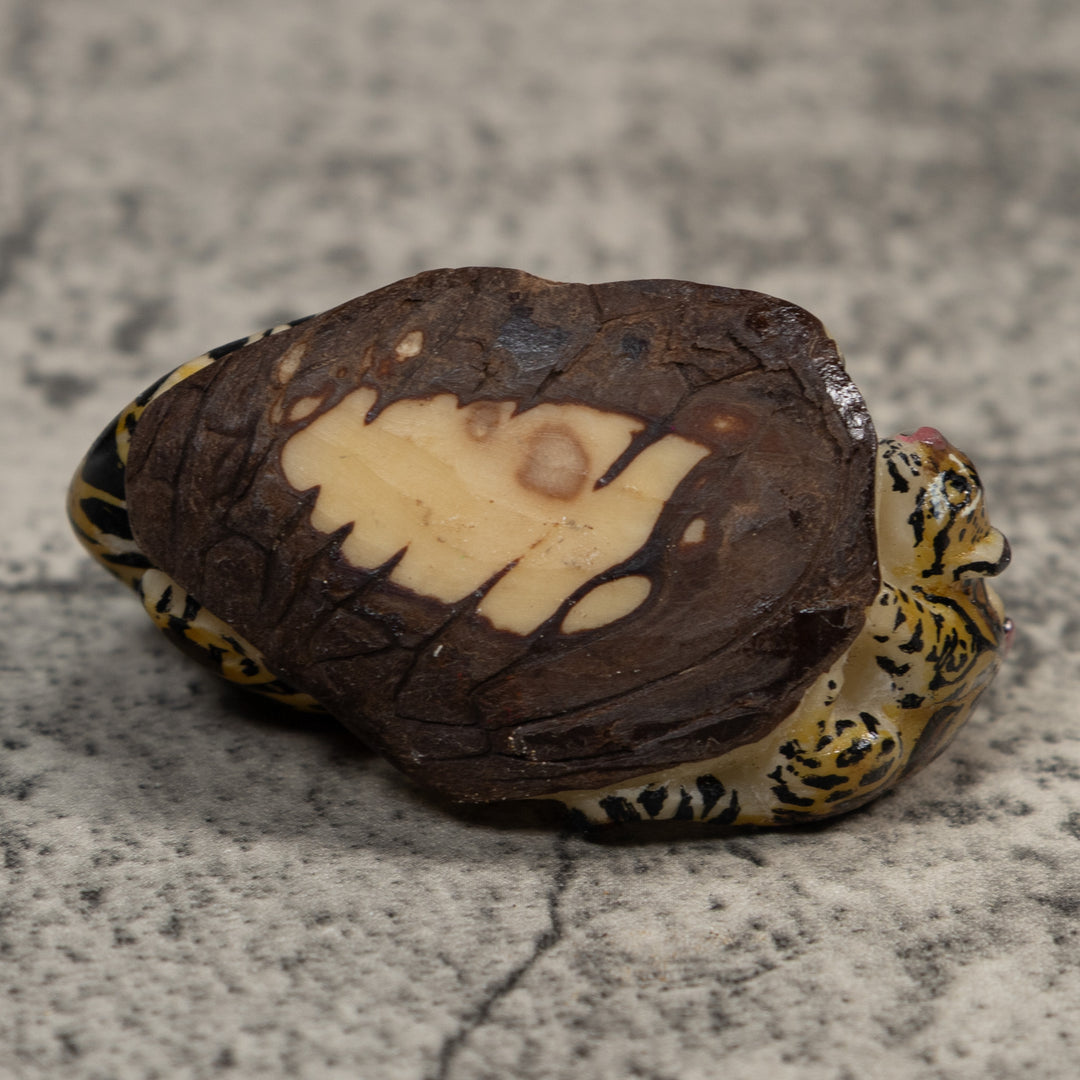 Jaguar Cat With Cub Tagua Carving