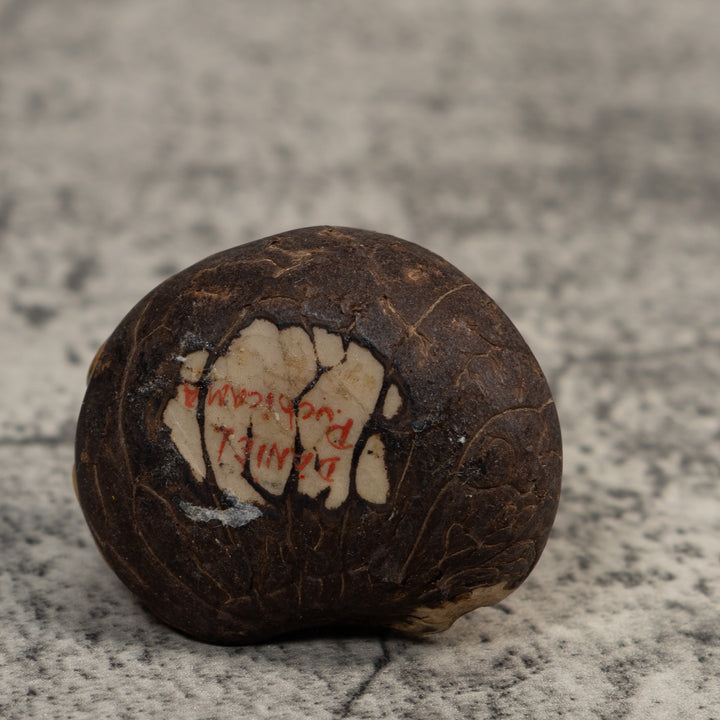Gold And Black Poison Dart Frog Tagua Carving