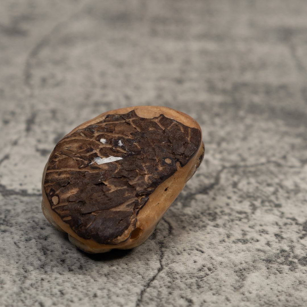 Vintage Stingray Fish Tagua Carving