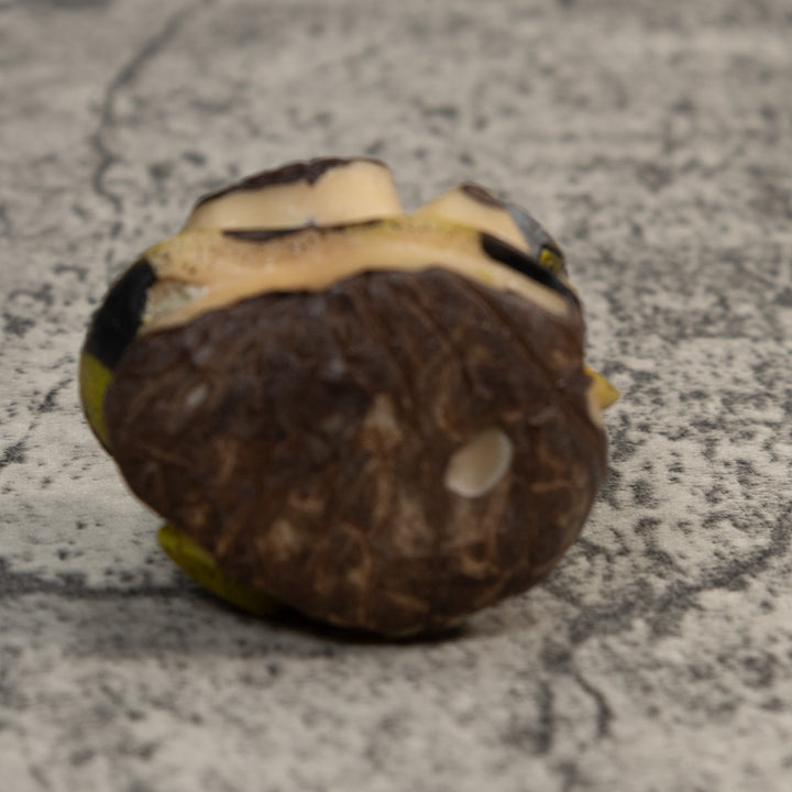 Green And Black Iguana Lizard Tagua Carving