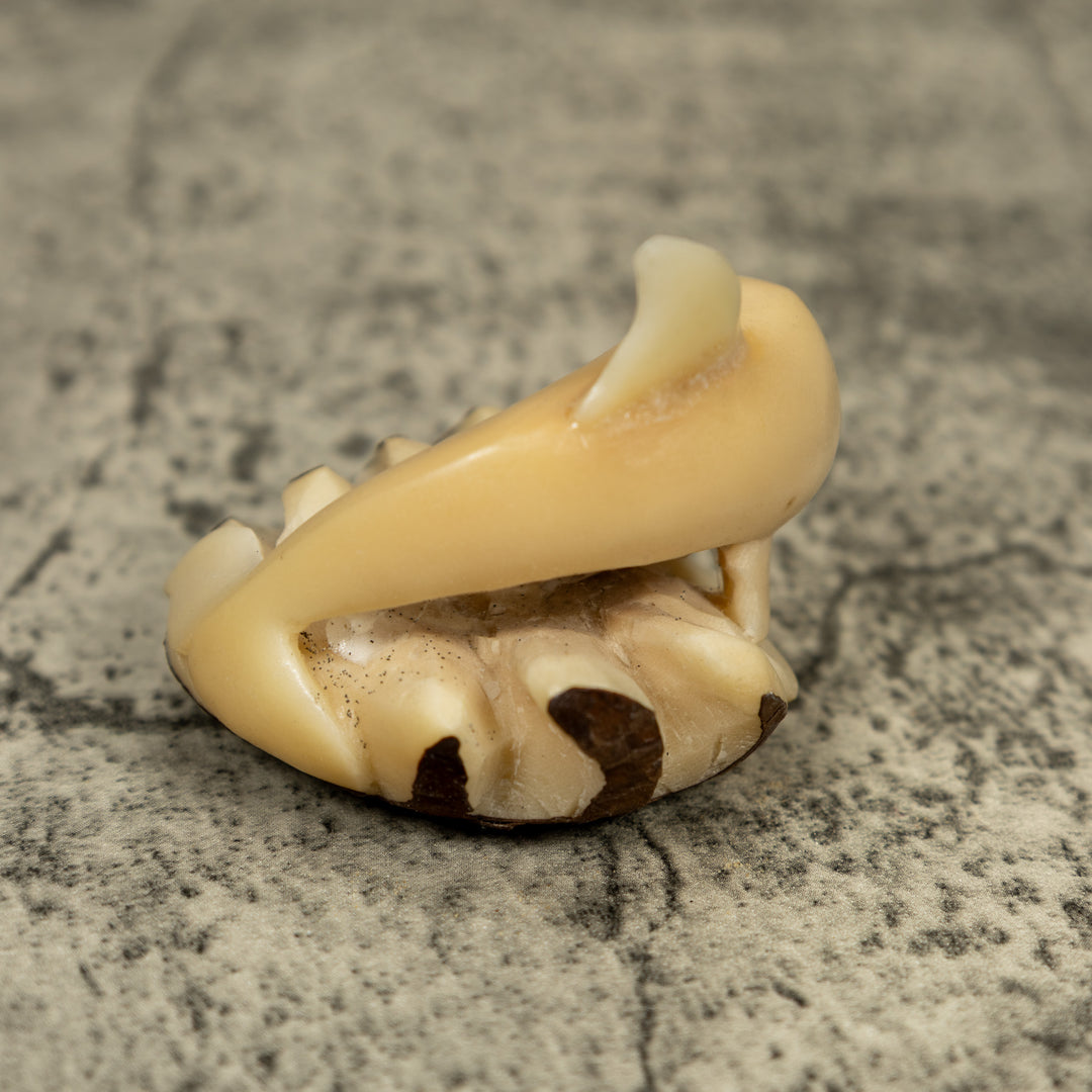 Natural White Dolphin Riding Waves Tagua Carving