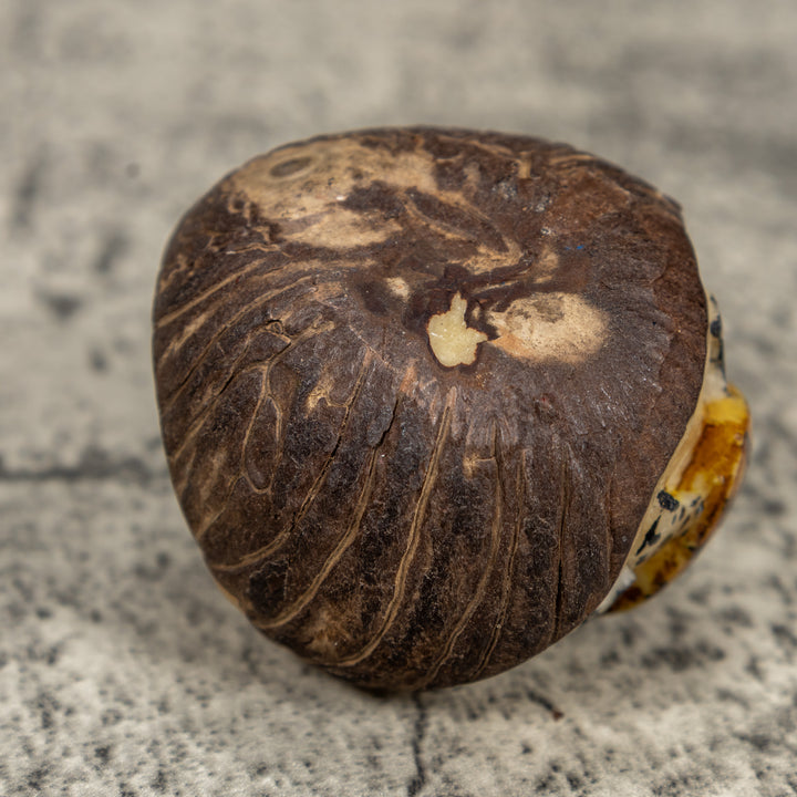 Double Sea Turtle Tagua Carving