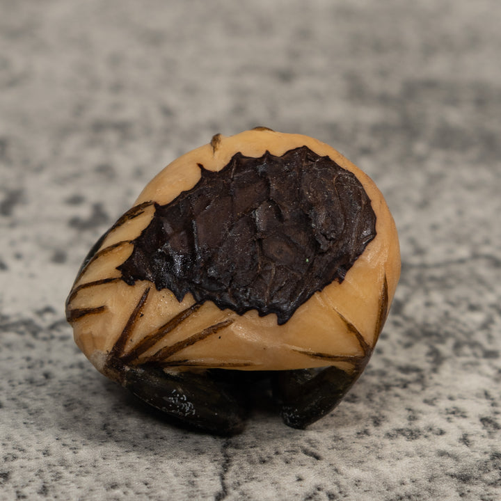 Black Red-Eyed Poison Dart Frog Tagua Carving