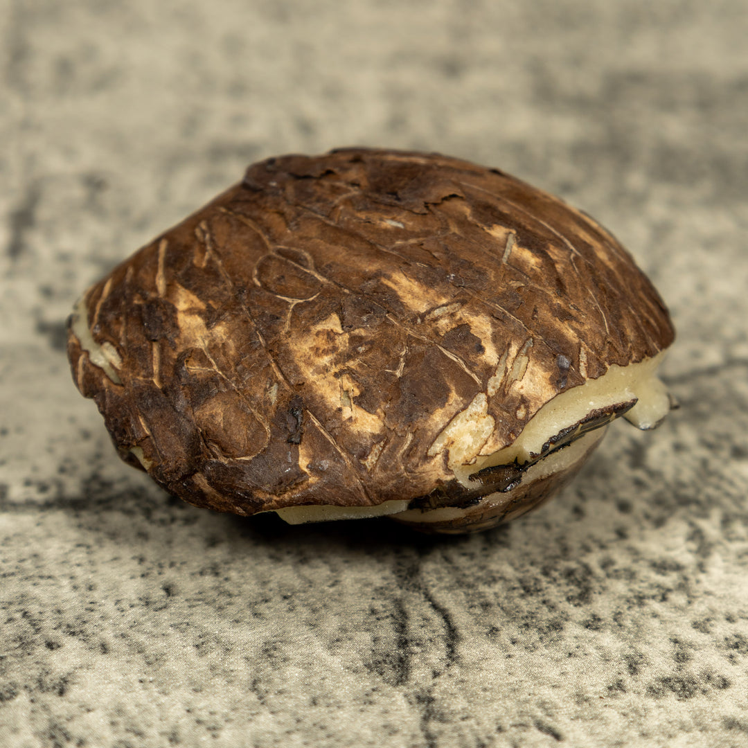 Double (2) Sea Turtle Tagua Carving