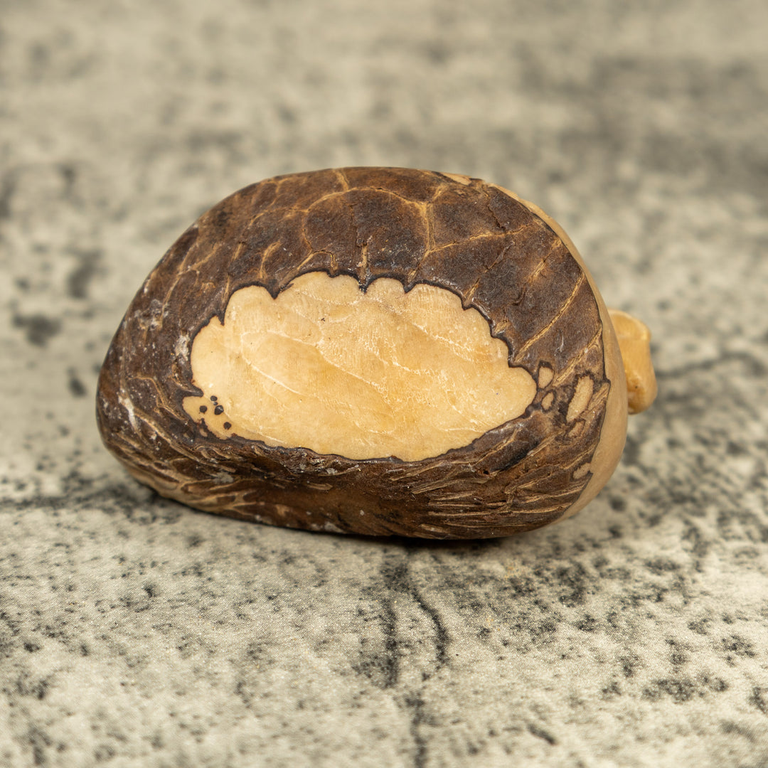 Natural White Iguana Lizard Tagua Carving