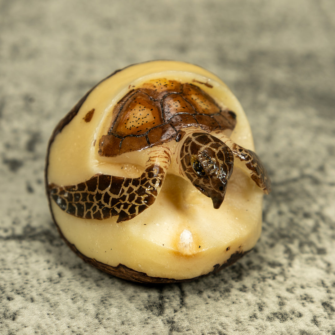Sea Turtle Emerging From Egg Tagua Carving