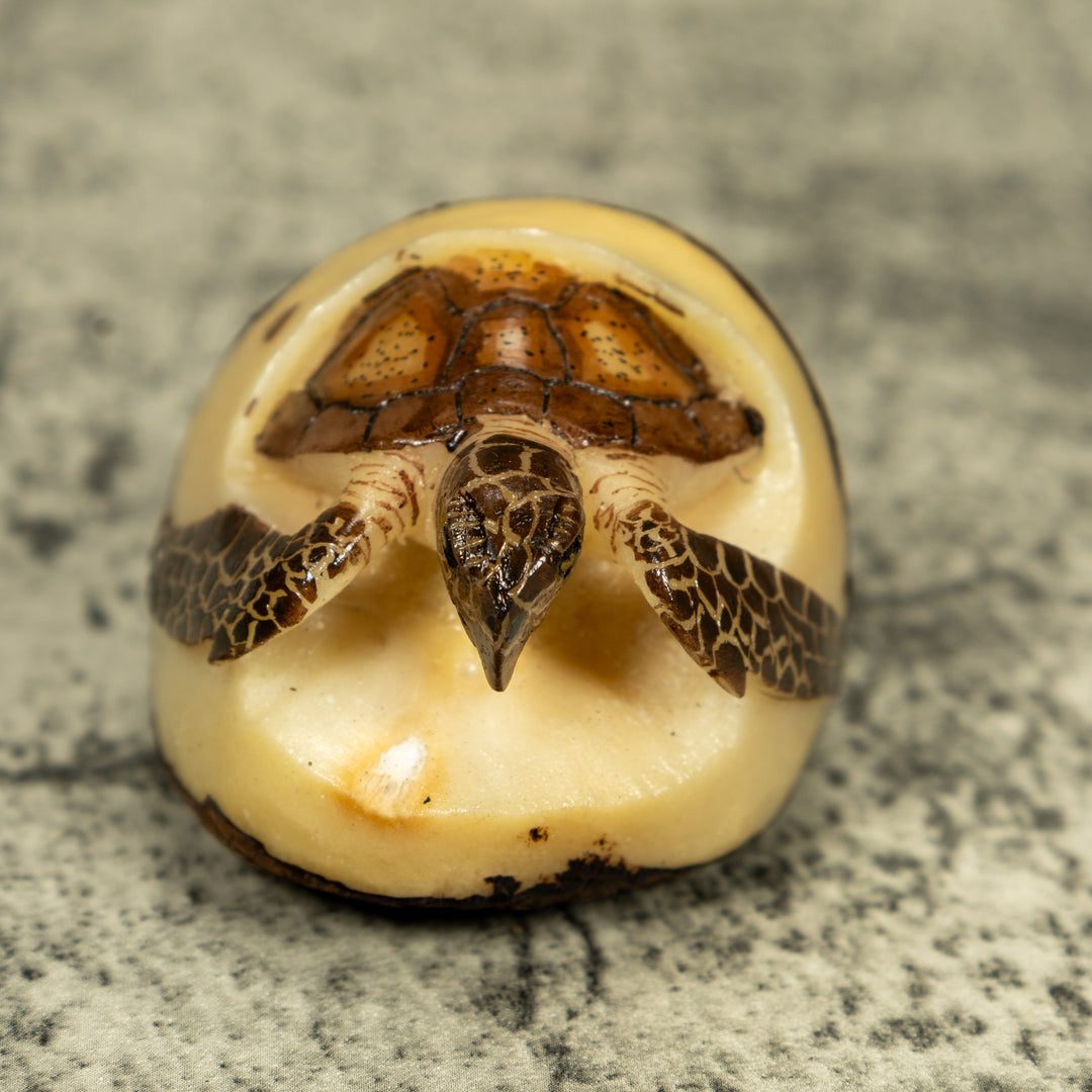 Sea Turtle Emerging From Egg Tagua Carving