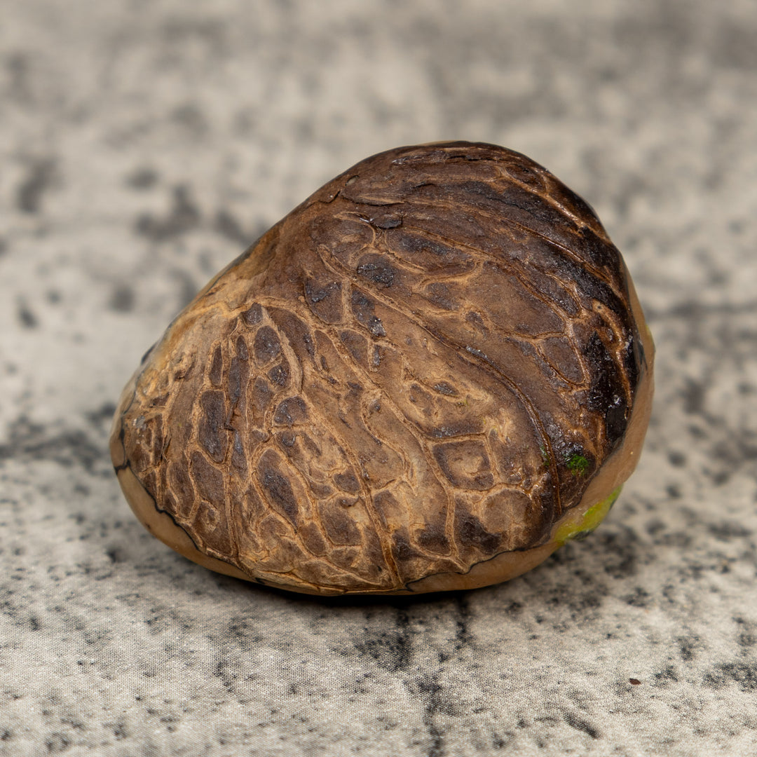 Black And Gold Snake Tagua Carving