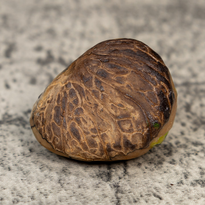 Black And Gold Snake Tagua Carving