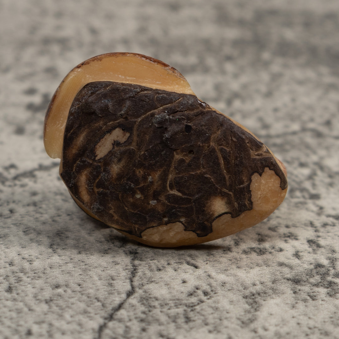 Vintage Brown Dolphin Tagua Carving