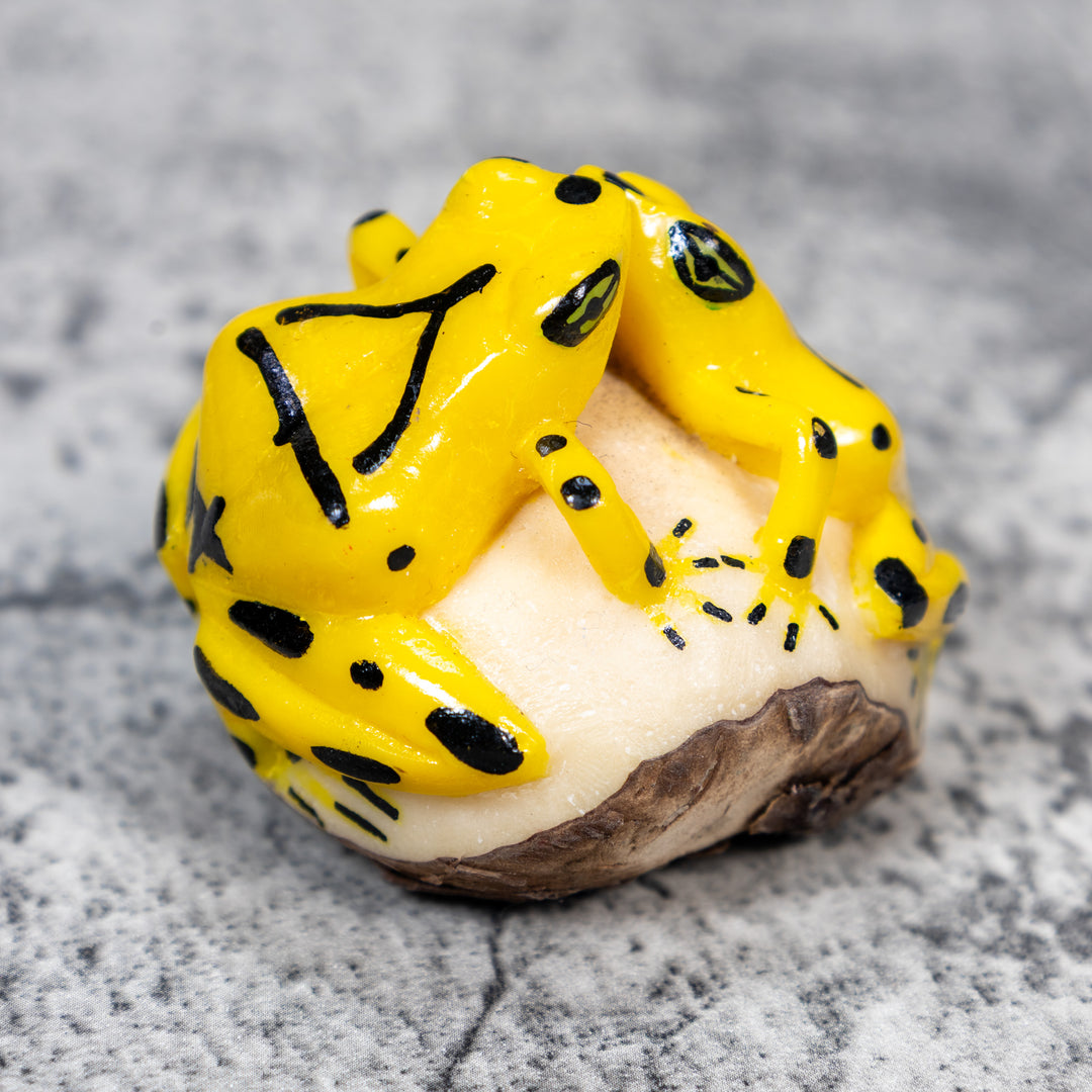 Double Golden Kissing Frog Tagua Carving