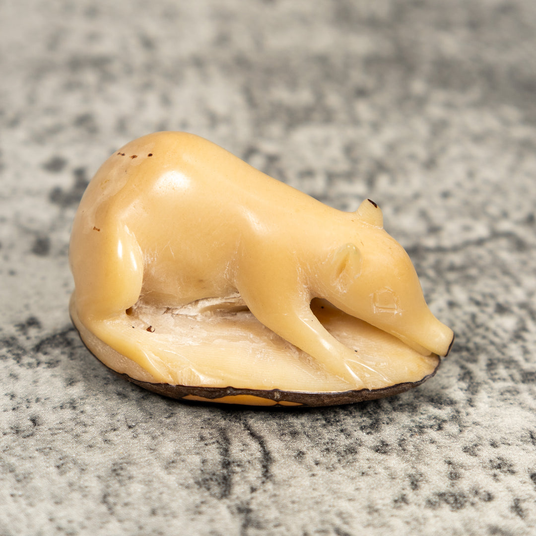 Natural White Coatimundi Tagua Carving