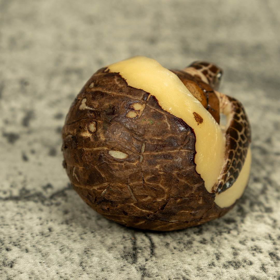 Sea Turtle Emerging From Egg Tagua Carving
