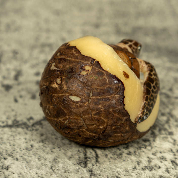 Sea Turtle Emerging From Egg Tagua Carving