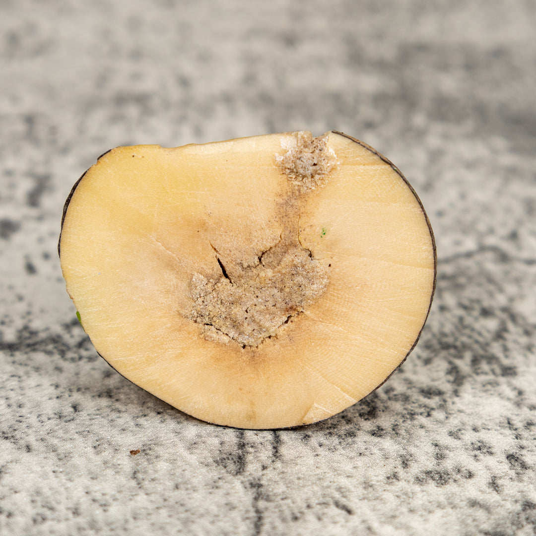 Green And Yellow Parrot Bird Tagua Carving