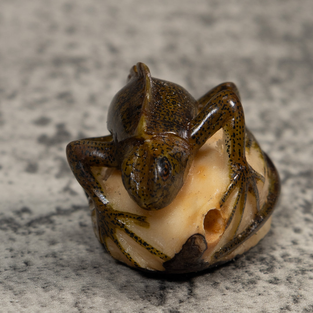 Brown And Black Iguana Lizard Tagua Carving