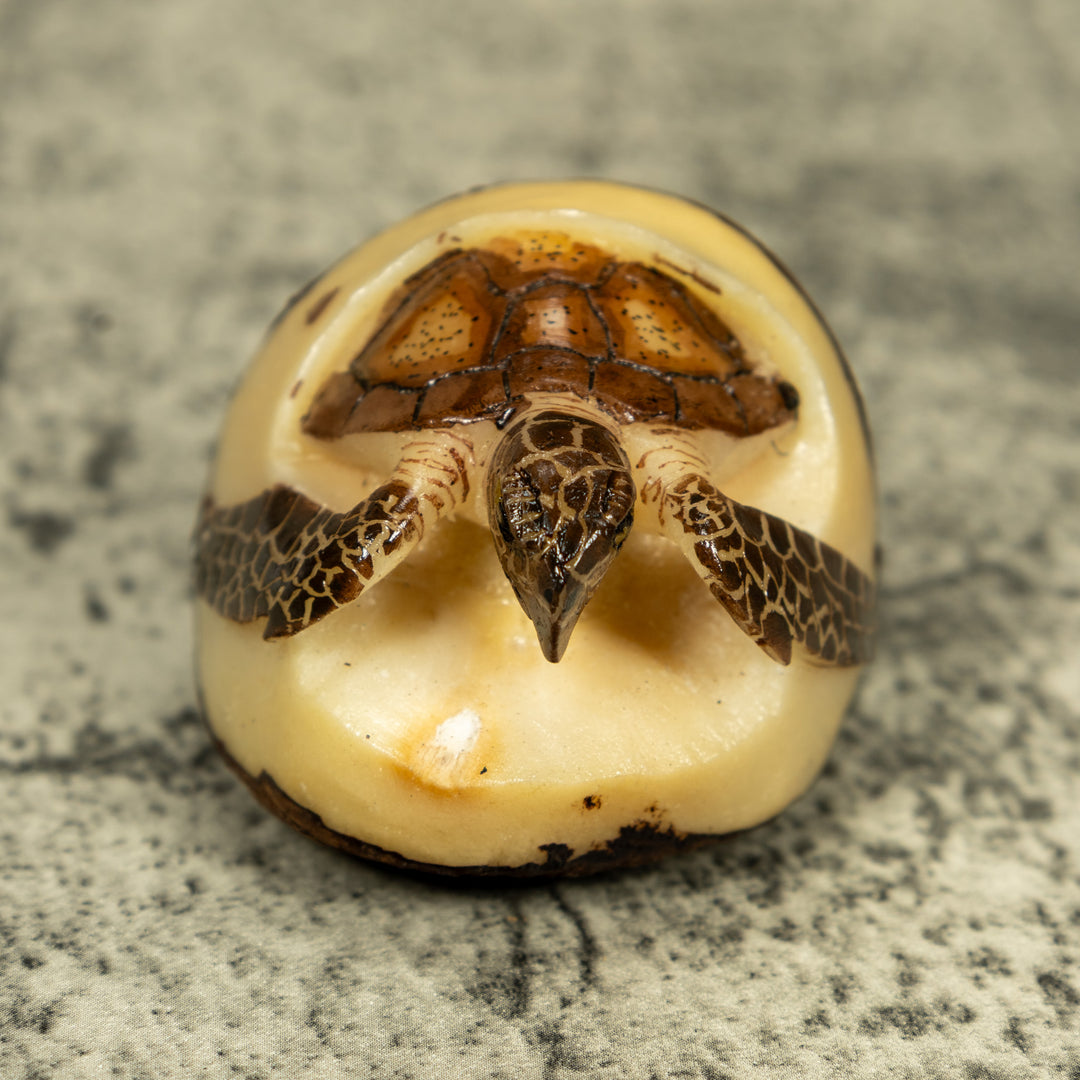 Sea Turtle Emerging From Egg Tagua Carving