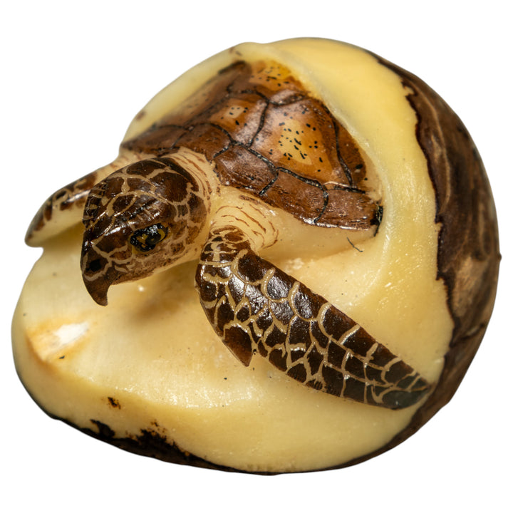 Sea Turtle Emerging From Egg Tagua Carving